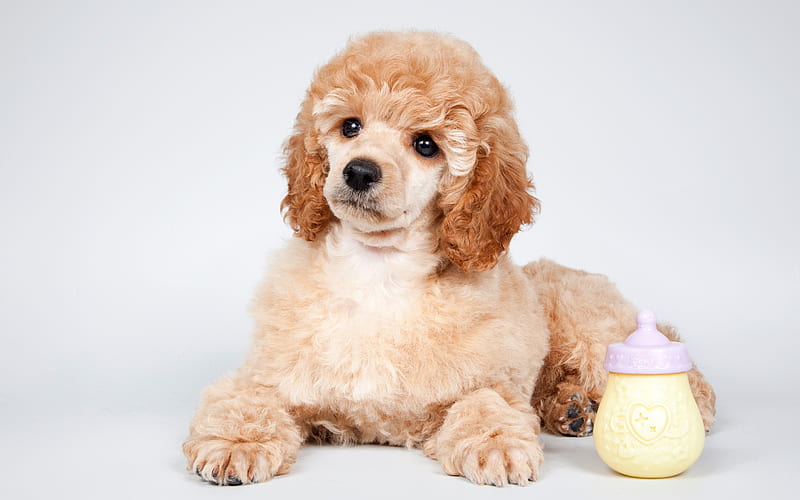 small brown poodle, cute animals, curly dog, puppy, pets, breeds of domestic dogs, HD wallpaper