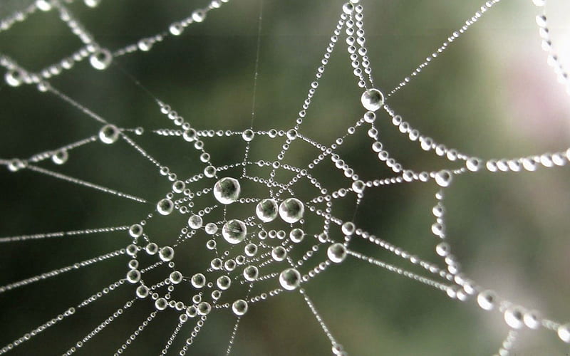 DIAMONDS ARE FOREVER, webs, droplets, spiders, gardens, silk, HD wallpaper