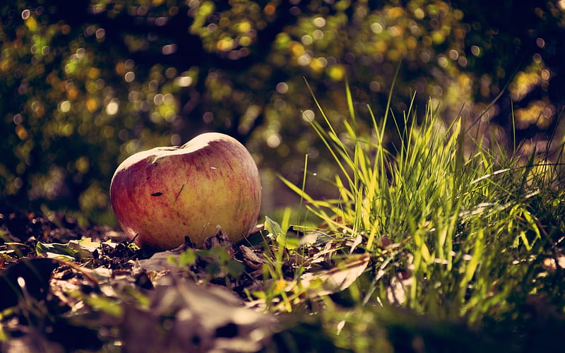 fallen apple, apple, fruit, forest, stilllife, graphy, food, woods, nature, HD wallpaper