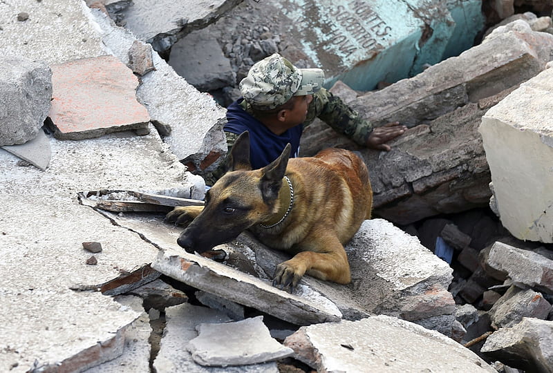 Sniffing for survivors, 9 Sept 2017, Mexico, Earthquake, Soldier with dog, HD wallpaper
