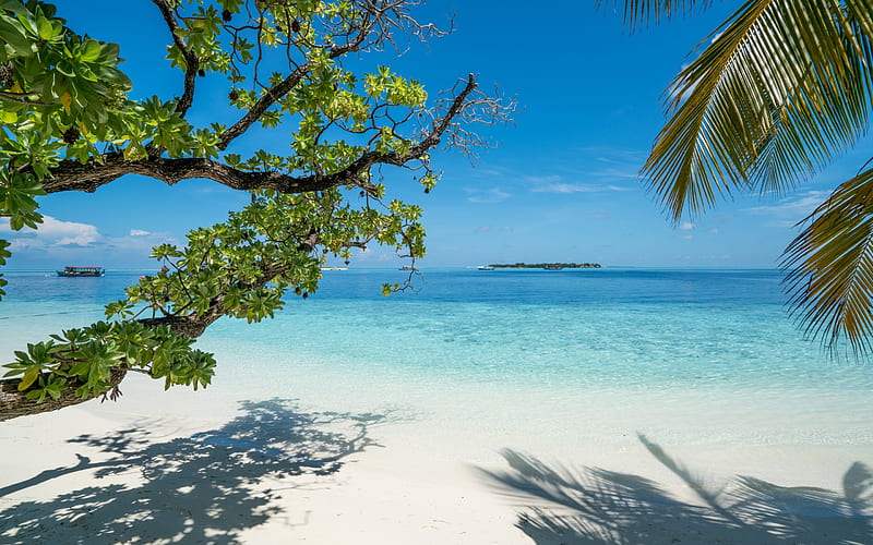 beach, ocean, palm trees, tropical island, Bora Bora, summer travel, blue lagoon, HD wallpaper