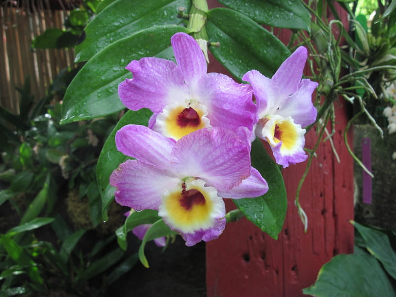 Attractive Flowers at the garden 47, orchids, graphy, purple, green, garden, Flowers, HD wallpaper