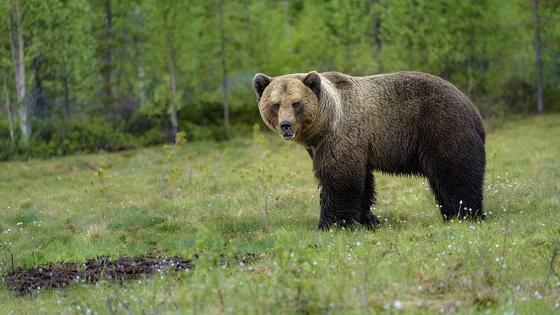 Brown Bear Standing Alone on Green Field During Daytime Animals, HD wallpaper