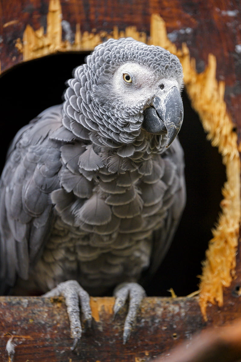 gray african parrot, parrot, bird, gray, HD phone wallpaper
