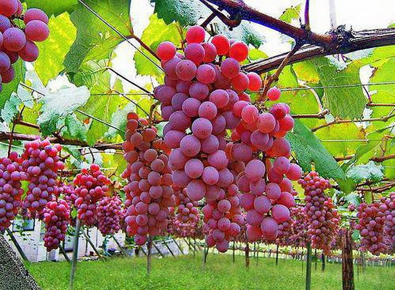 Wine on the vine, grapes, fruit, vine, purple, HD wallpaper