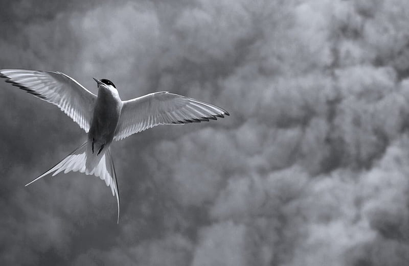 I want to fly, pic, bird, blac, white, wall, animal, HD wallpaper