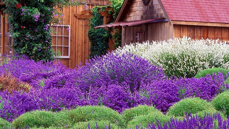 Cottage Near Lavender Garden Garden, HD wallpaper