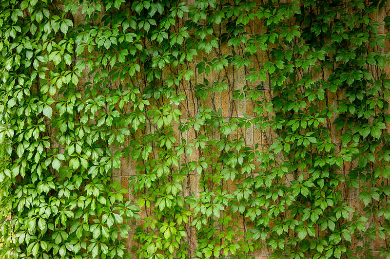 Ivy Leaves Wall Mural - Murals Your Way