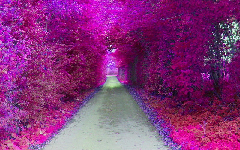 Purple Tunnel: Hãy mở rộng tầm mắt và khám phá vô vàn bí ẩn trong con đường đầy màu tím. Với những hình ảnh Purple Tunnel tuyệt đẹp, đưa ta đến những thế giới kì lạ và bất ngờ nhất.
