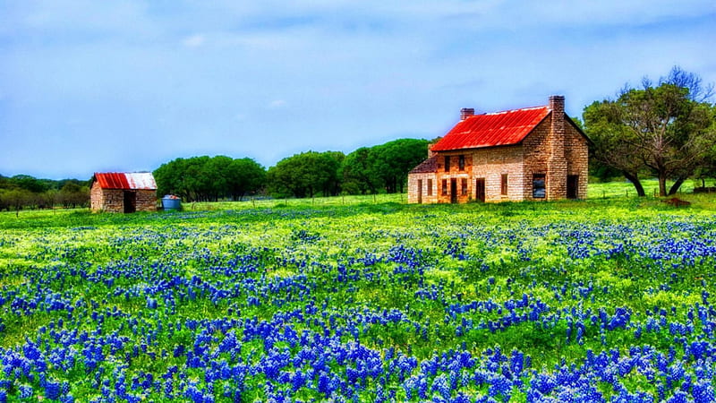 bluebonnet flowers in a farm field r, farm, houses, flowers, r, field, HD wallpaper
