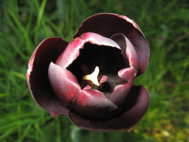 Tulip, liliaceae, bulbous plant, tulipa, HD wallpaper