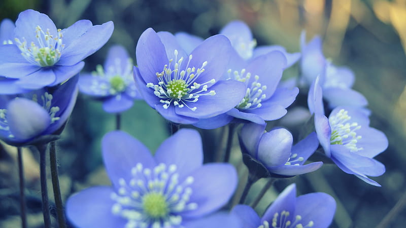 Blue White Filament Flowers In Blur Bokeh Background Flowers, HD wallpaper