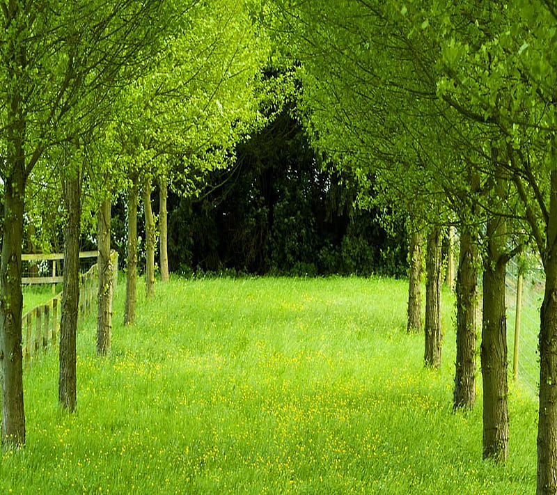 Greenery, grass, nature, trees, HD wallpaper | Peakpx