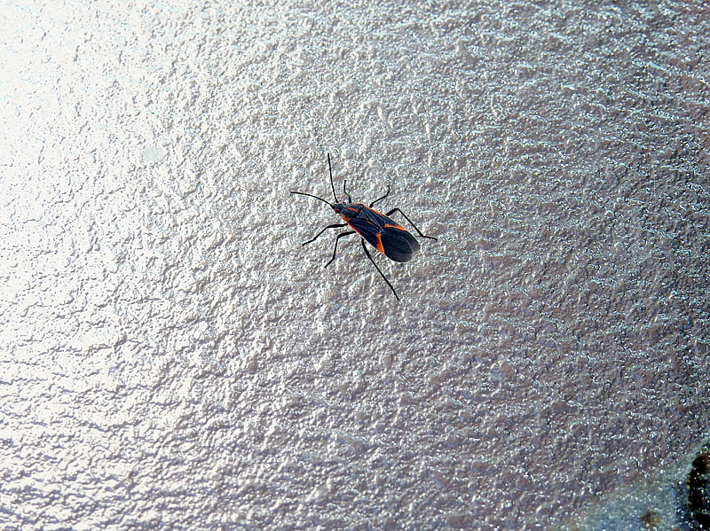 Elder Box Beetle, Bug, graphy, Nature, HD wallpaper