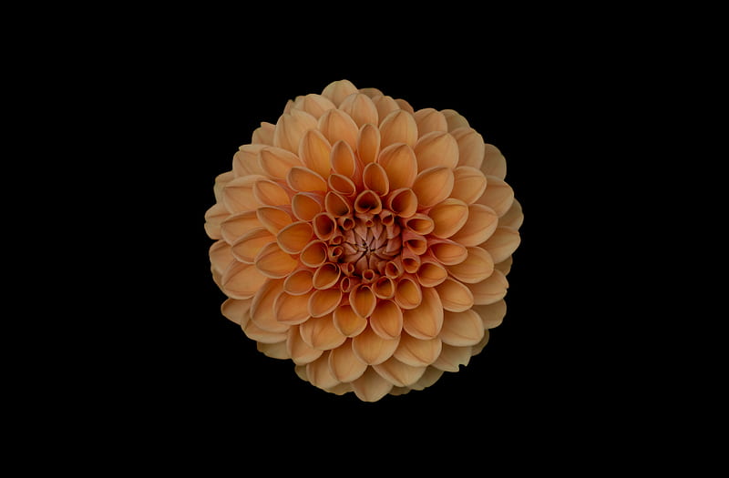 closeup of orange cluster petaled flower, HD wallpaper