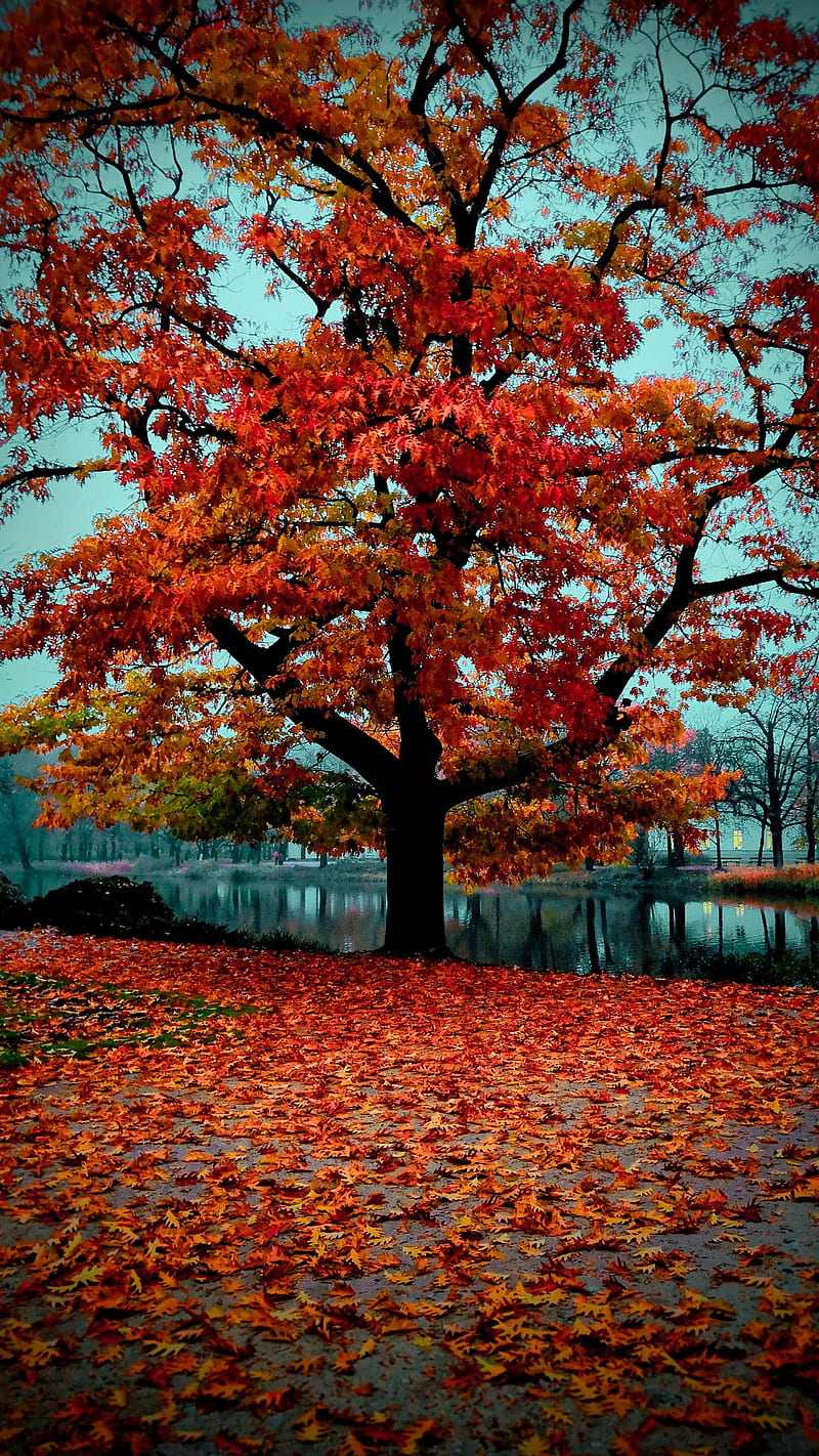 Red tree, autumn, autumn , fall lake, nature, red leaves, scenery, HD phone wallpaper