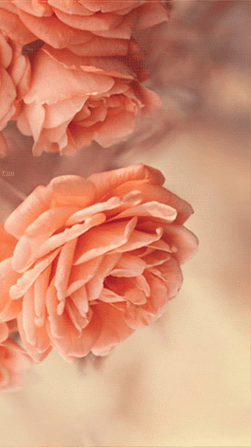 Pink Roses, HD phone wallpaper