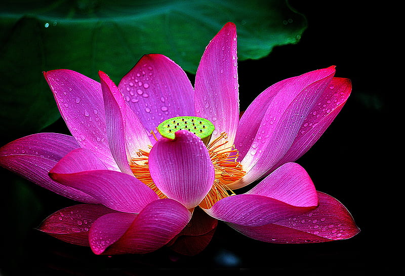 Lotus, waterlily, flower, pink, HD wallpaper