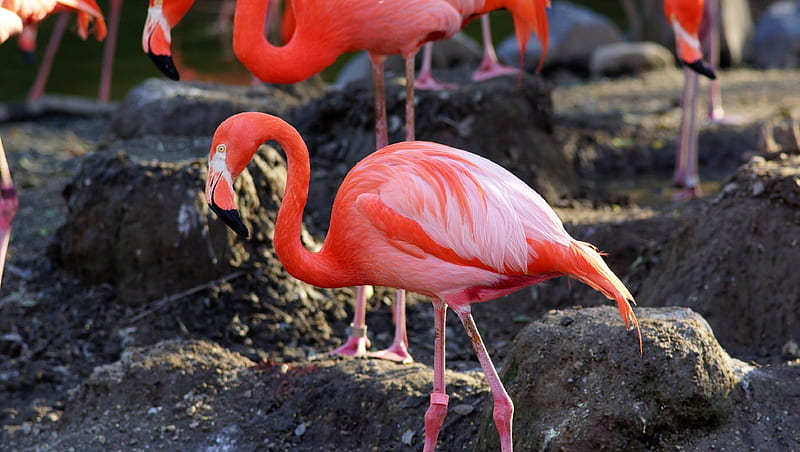 American Flamingo, Phoenicopterus ruber, Beniirofuramingo, Flamingo, Birds, PHOENICOPTERIFORMS, 3840x2160, Bird, HD wallpaper