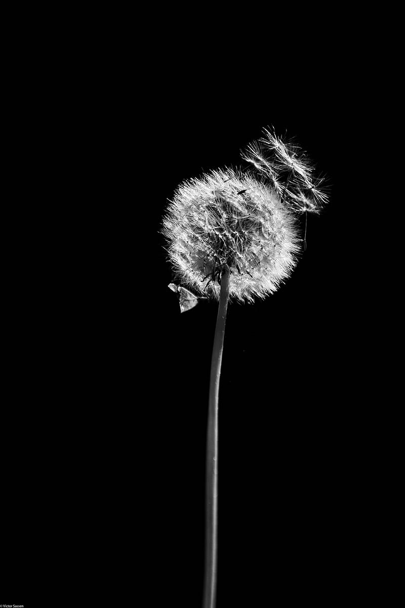 dandelion, plant, fluff, macro, black and white, black, HD phone wallpaper