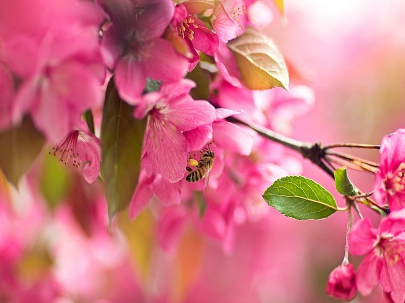 Spring Flowers, japan, Cherry blossom, Pink, Flowers, Nature, HD wallpaper  | Peakpx