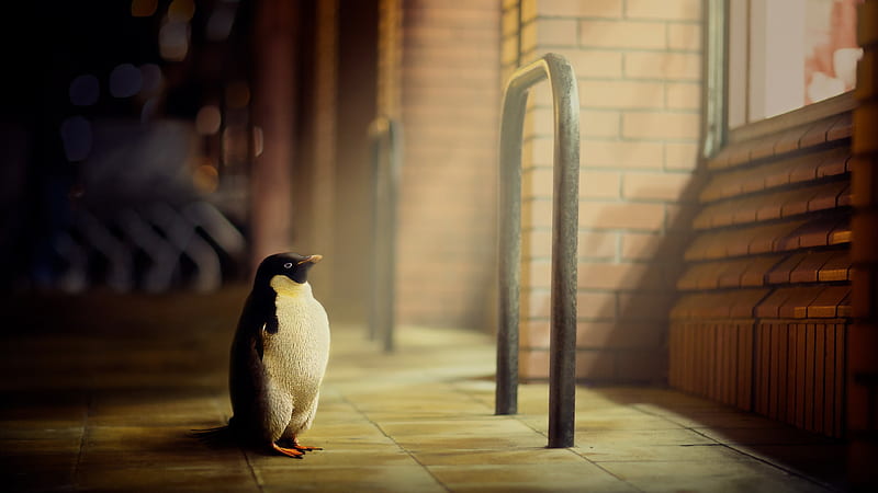 Penguin Hope, penguins, birds, HD wallpaper