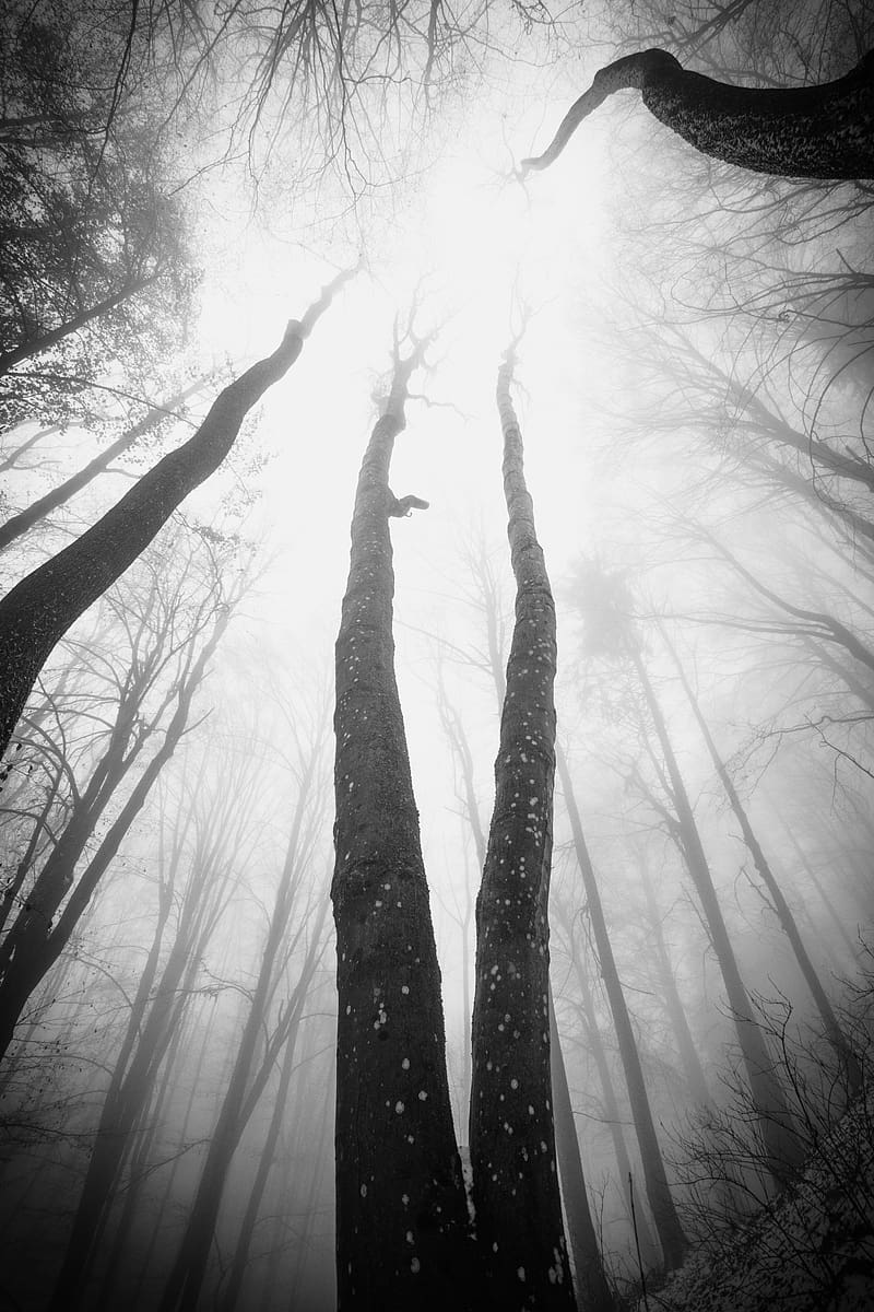 trees, fog, forest, bottom view, black and white, HD phone wallpaper