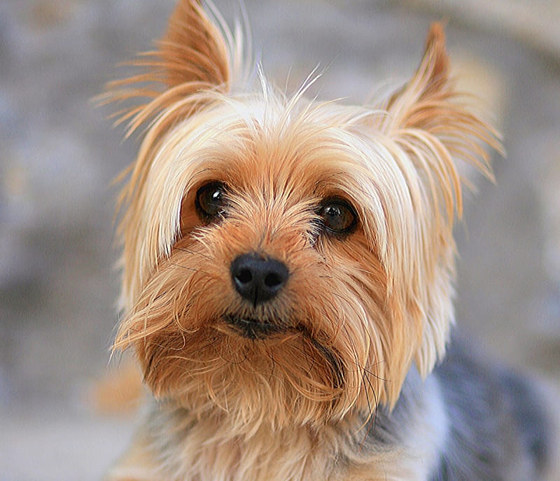 Yorkshire Terrier, cute, caine, face, puppy, dog, animal, HD wallpaper