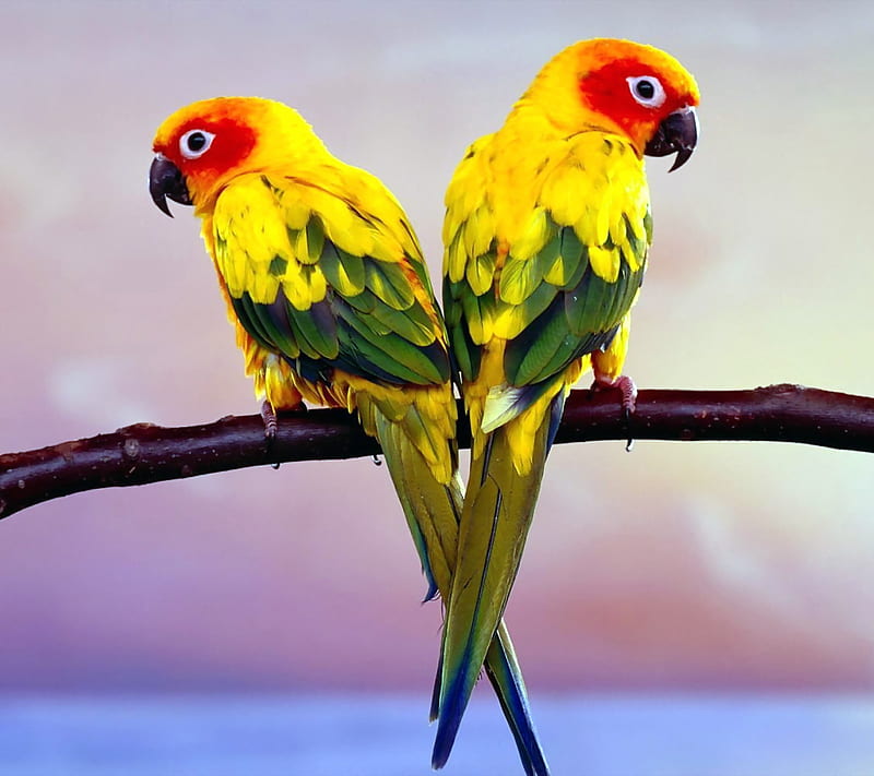 Parrot Pair, colors, landscape, nature, HD wallpaper