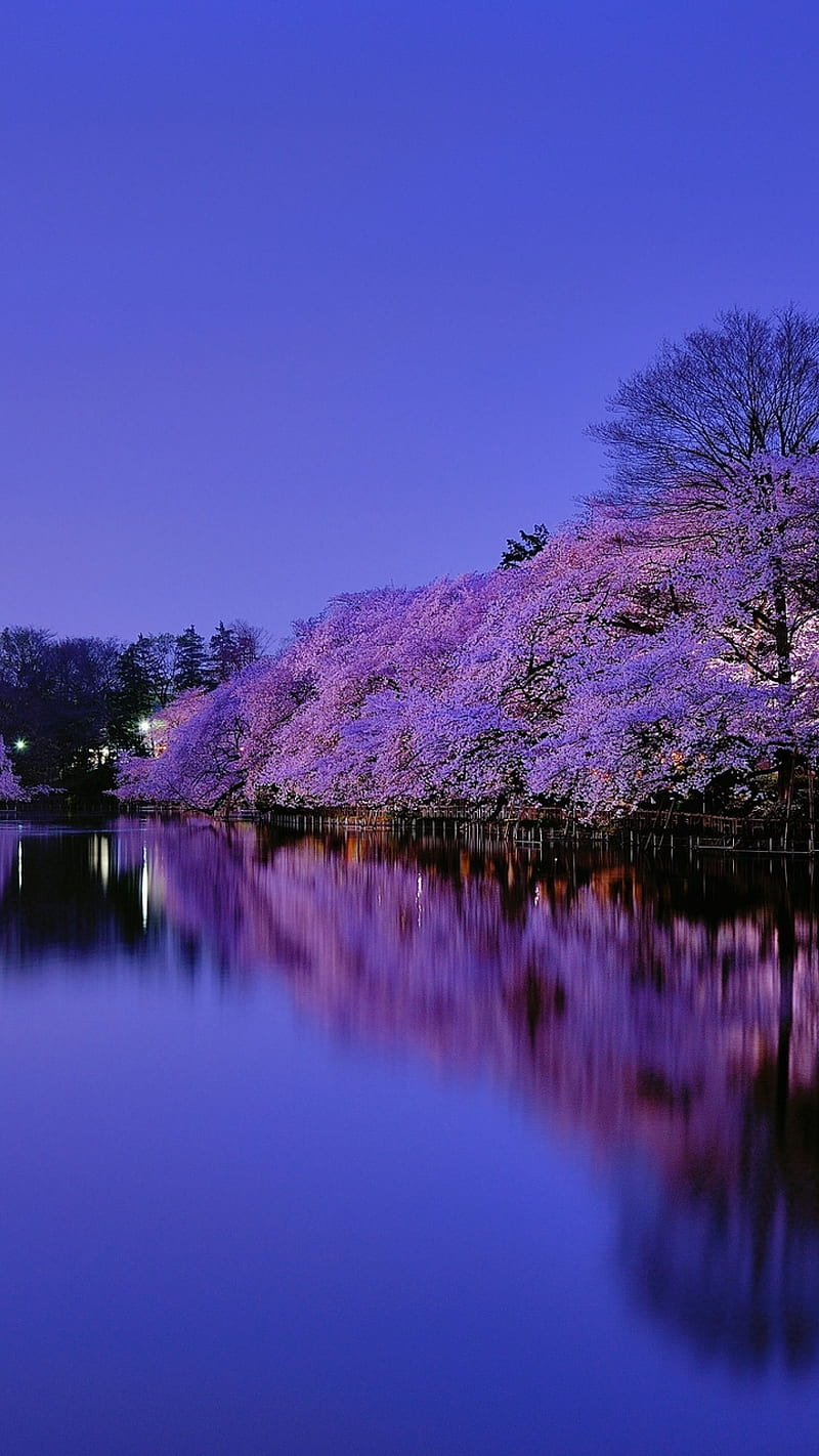 Beautiful lake, beauty, blue, cherries, cherry, flower, flowering, japan, japan cherry, light, nature, purple, sky, water, HD phone wallpaper