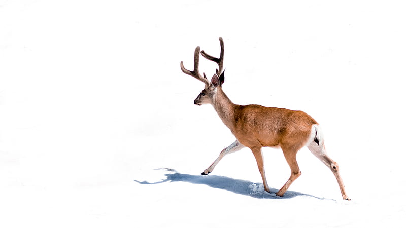brown deer on white background, HD wallpaper