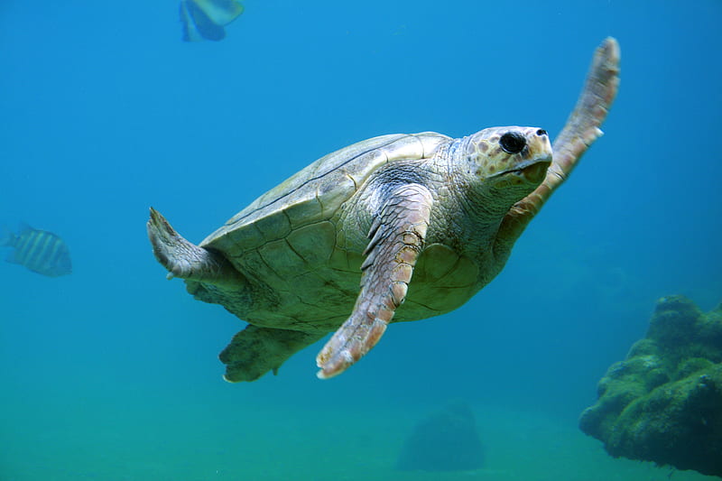 sea turtle under water, HD wallpaper
