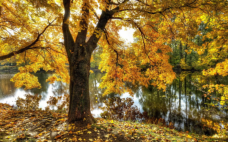 Tree by Pond, pond, park, tree, Russia, autumn, HD wallpaper | Peakpx