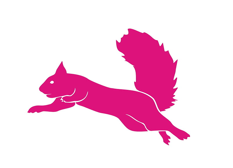 Squirrel, veverita, white, pink, jump, animal, HD wallpaper
