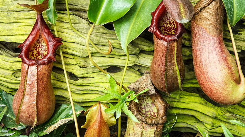 Pitcher Plant Inspires A More Slippery Package. Dieline - Design, Branding & Packaging Inspiration, Carnivorous Plant, HD wallpaper