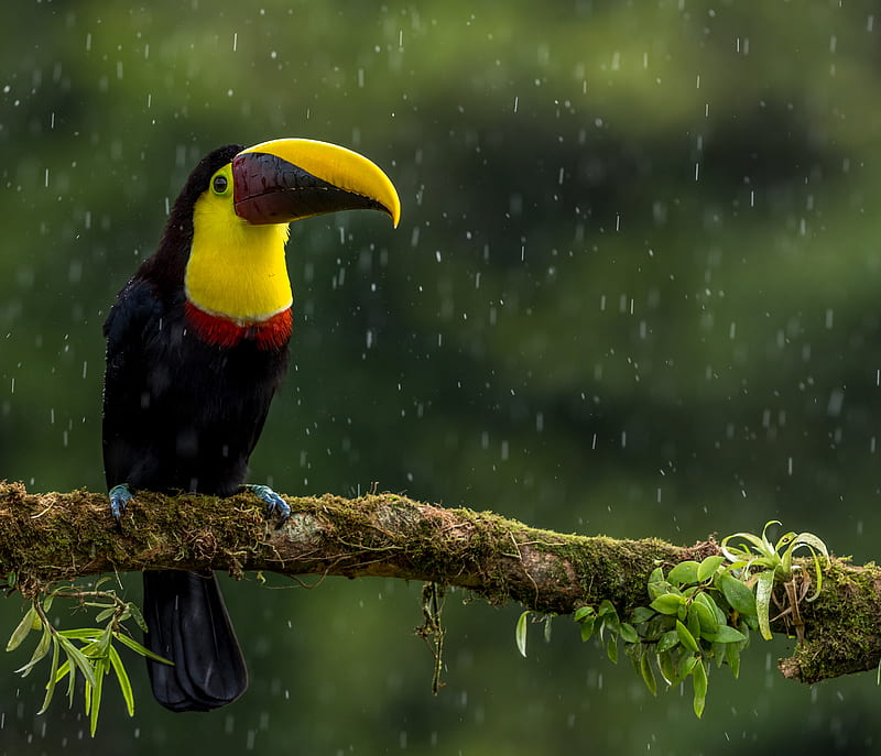 toucan, bird, beak, color, branch, exotic, HD wallpaper