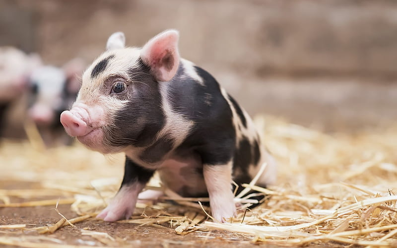 little cute pig, farm, straw, pig, little animal, HD wallpaper
