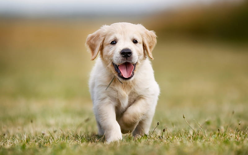 Golden Retriever, puppy, labrador, bokeh, running dog, pets, dogs, Golden Retriever Dog, cute animals, HD wallpaper