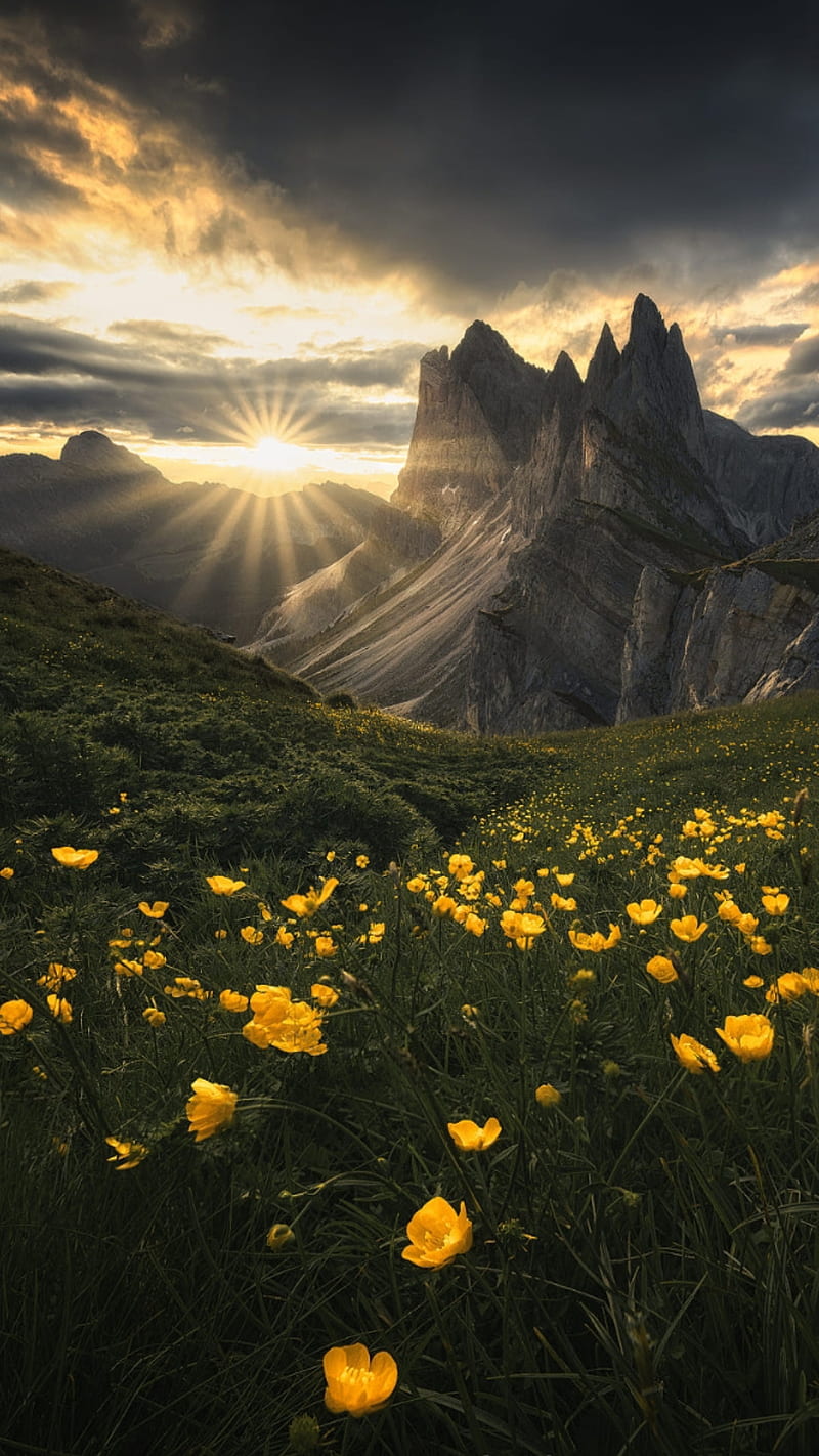 Sunrise, field, flowers, morning, mountains, nature, sun, sunrays, yellow flowers, HD phone wallpaper