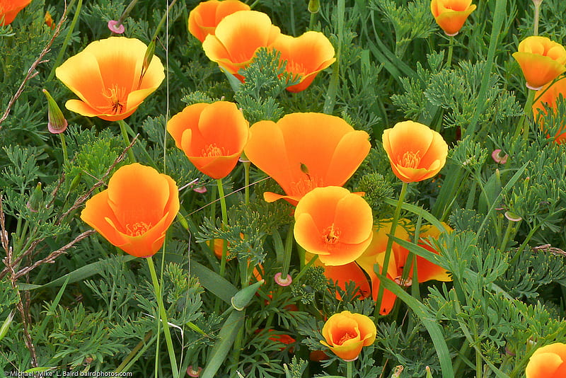 A Field of Orange Poppies, orange, poppies, flowers, yellow, field, meadow, HD wallpaper