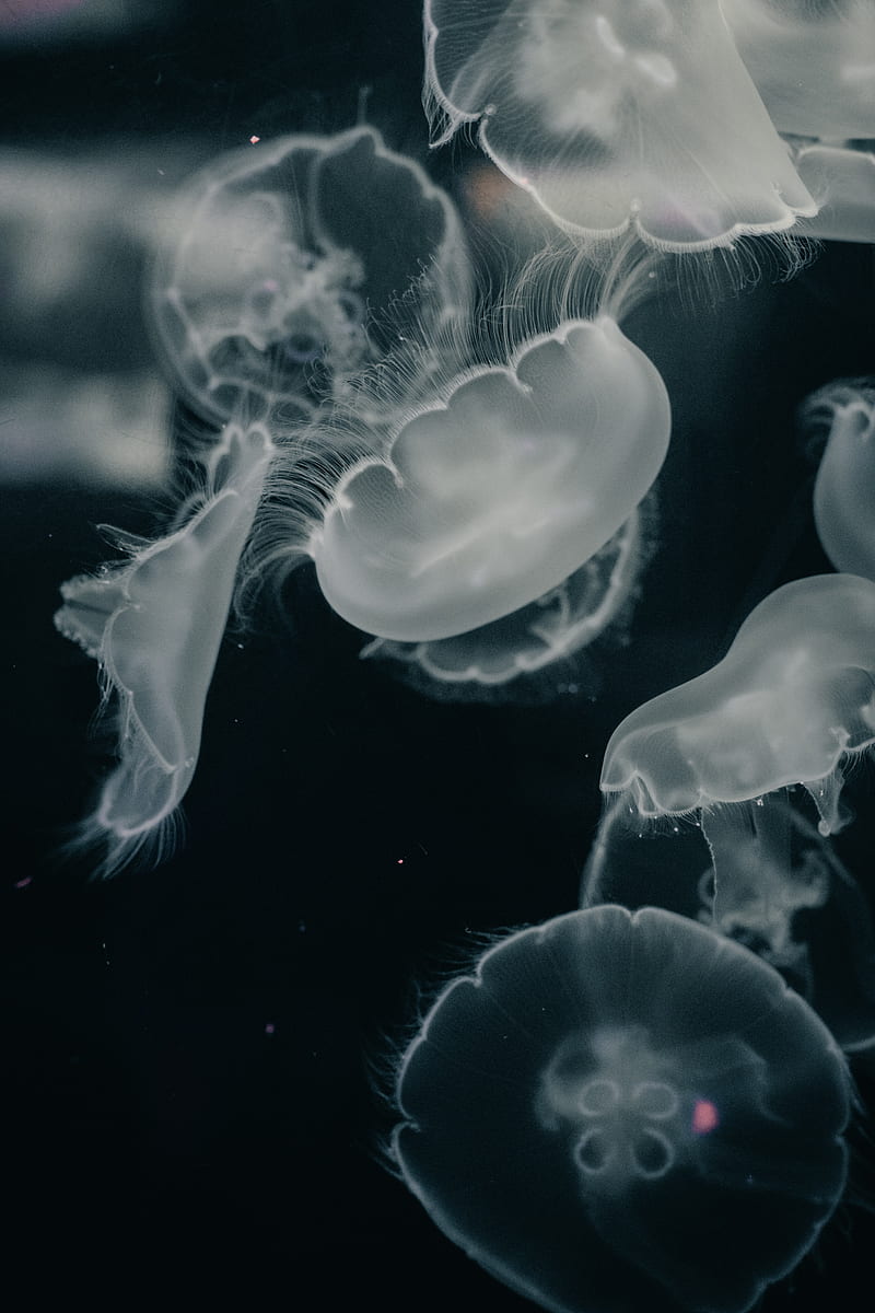 jellyfish, creatures, gray, water, underwater, HD phone wallpaper