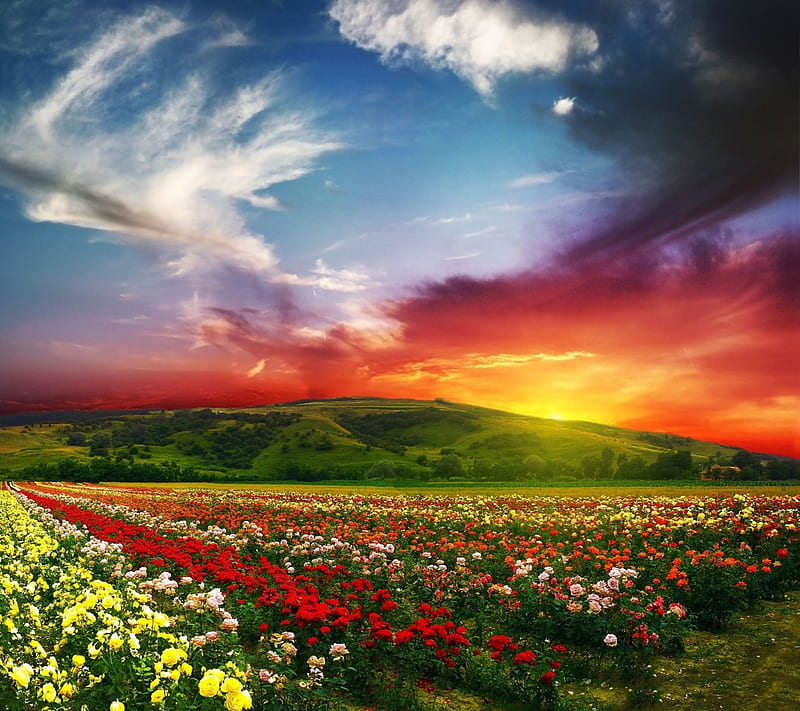 sunrise, bonito, cool, fields, flowers, nature, roses, scene, HD wallpaper