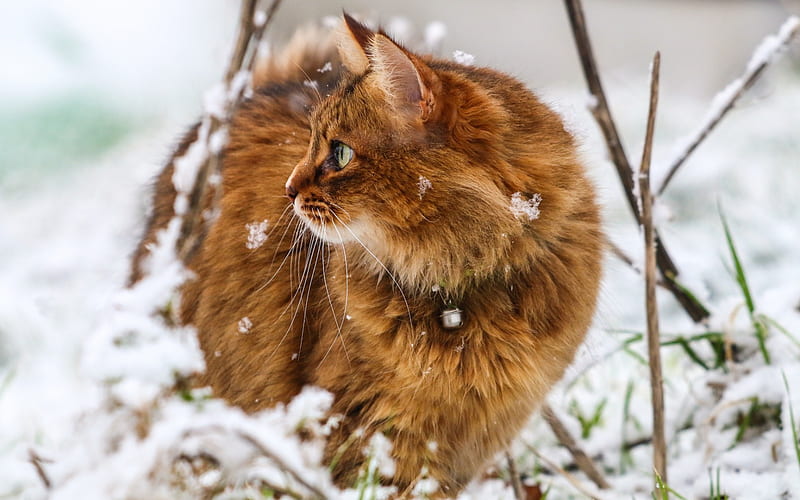 red furry cat, pets, winter, snow, environment, British cats, HD wallpaper