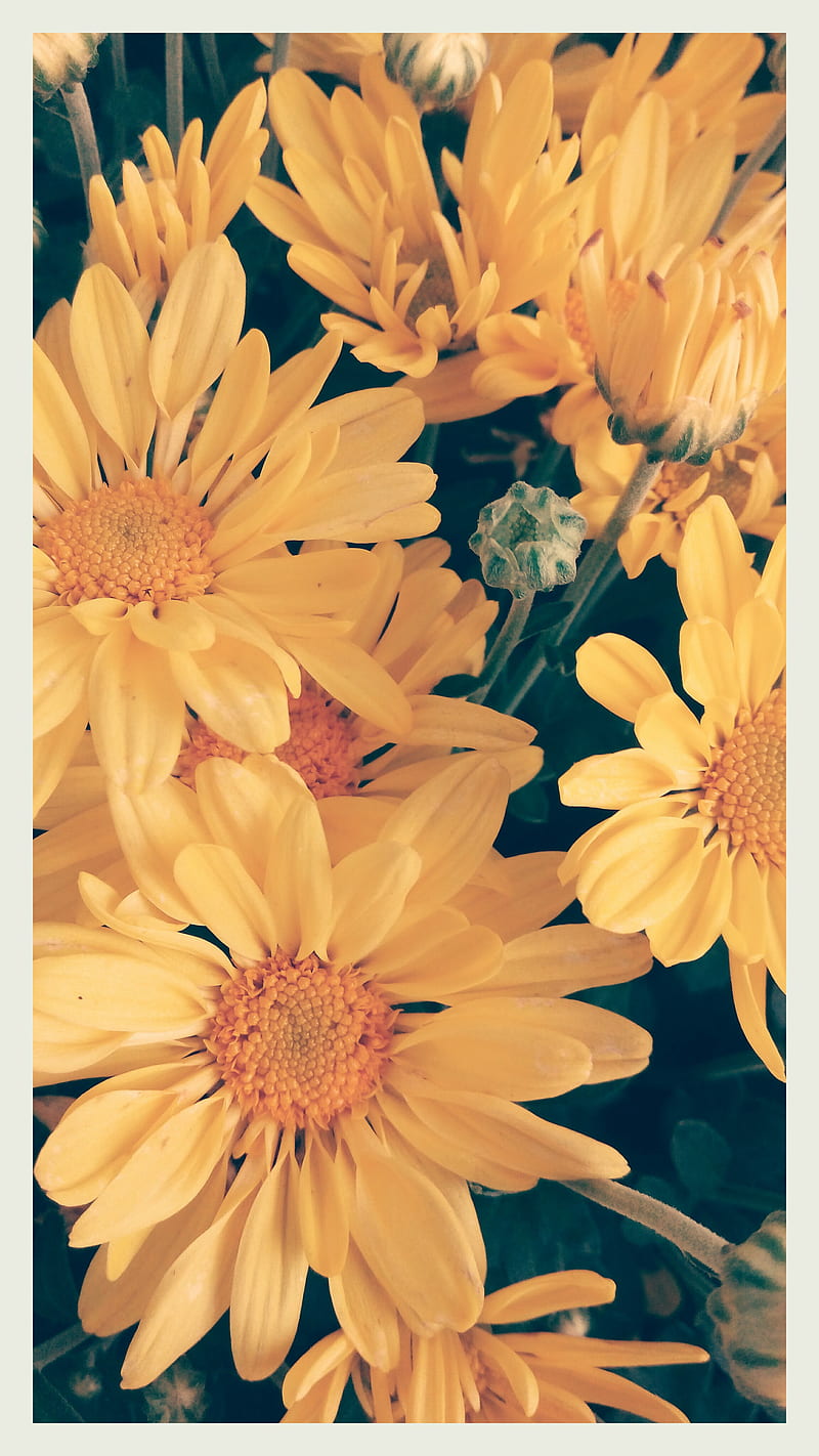 Flowers, green, pretty, sunflowers, white, yellow, HD phone