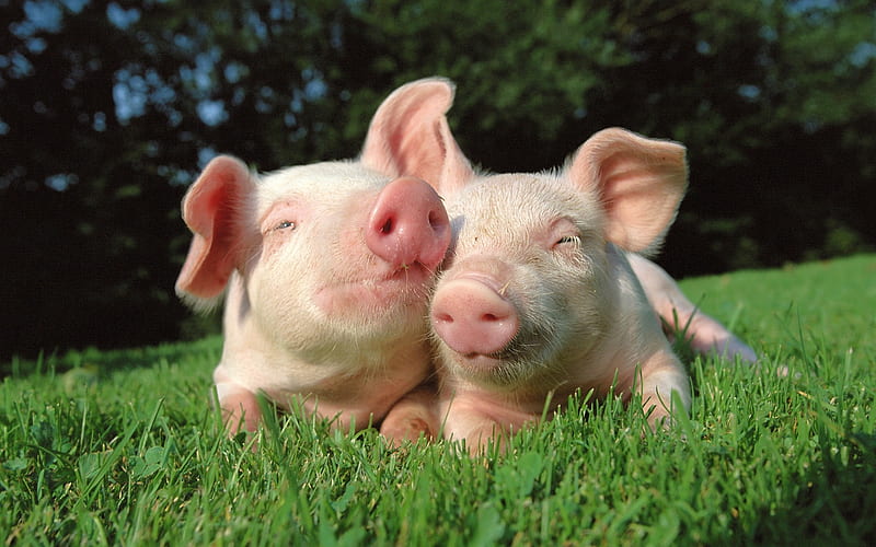 Big Brothers, pig, grass, trees, cute, brothers, pigs, green, nature, animals, HD wallpaper