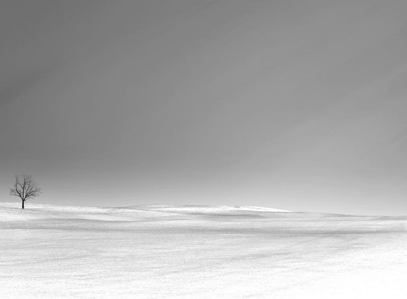 Winter, solitary, tree, snow, HD wallpaper