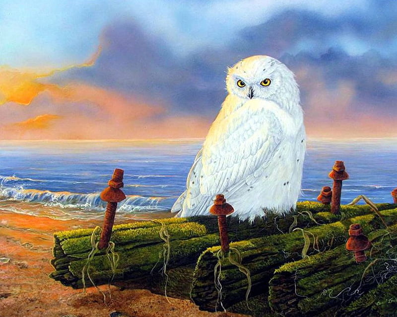 White Owl, screws, painting, sunset, clouds, artwork, wood, sea, HD wallpaper