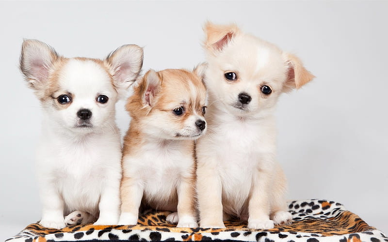 Chihuahua, puppies, dogs, small chihuahua, family, cute animals, pets, Chihuahua Dog, HD wallpaper