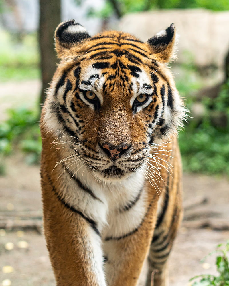 Bengal tiger, HD phone wallpaper