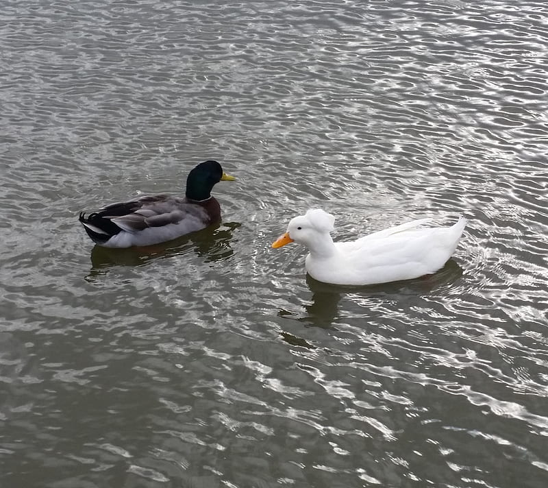 Black and White, ducks, lake, swimming, HD wallpaper